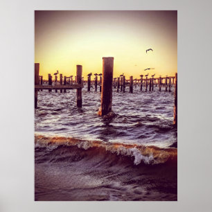 Pelikane in der Bucht Poster