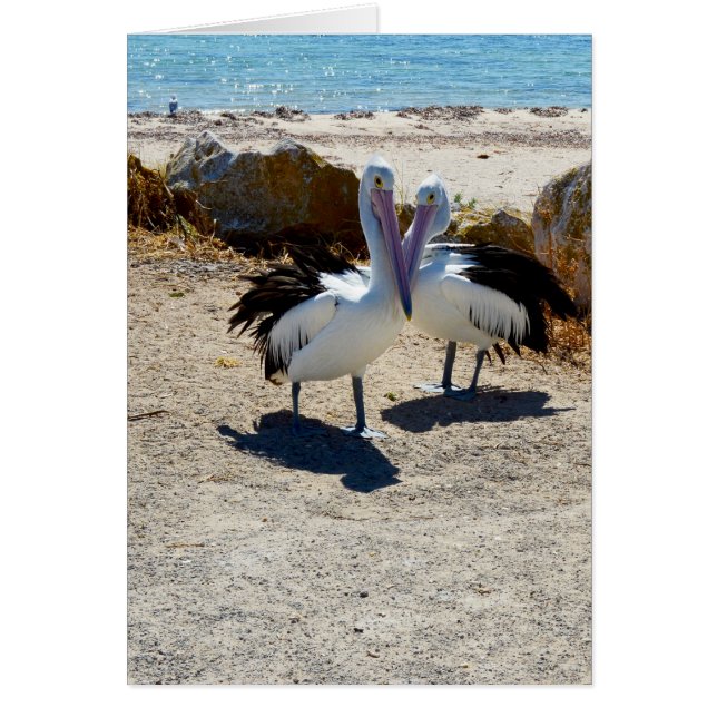 Pelikane in Liebe, (Vorne)