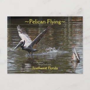 Pelikane mit Florida Postkarte