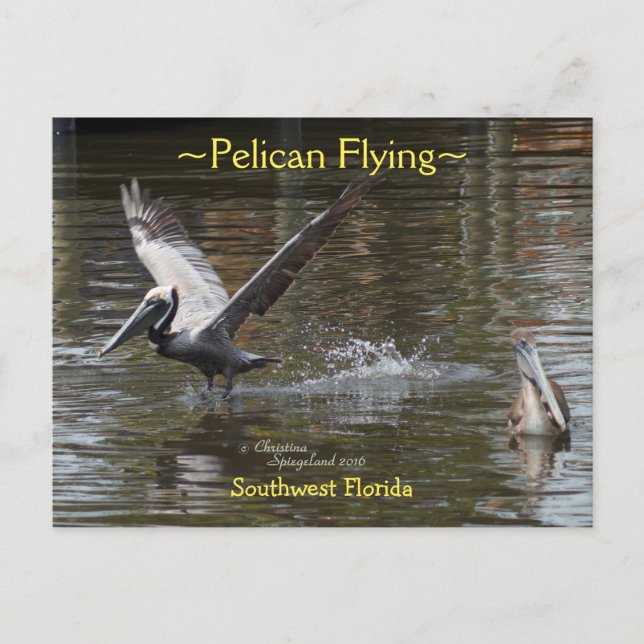Pelikane mit Florida Postkarte (Vorderseite)