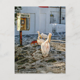 Pelikane Postkarte