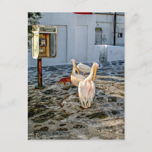 Pelikane Postkarte (Vorderseite)