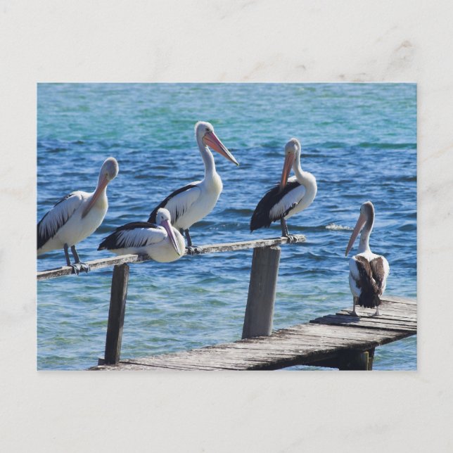Pelikane Postkarte (Vorderseite)