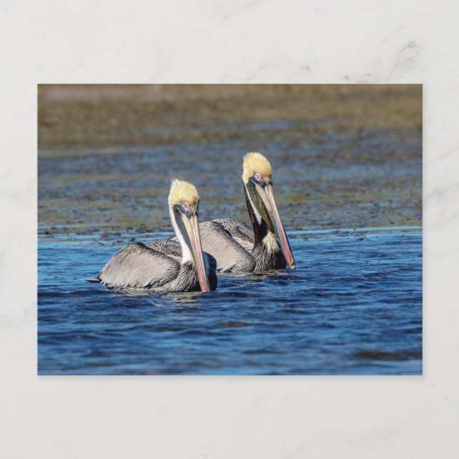Pelikane Postkarte (Vorderseite)