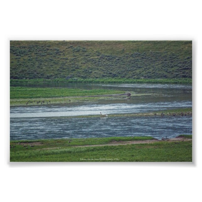 Pelikane treten den Gänsen bei Fotodruck (Vorne)