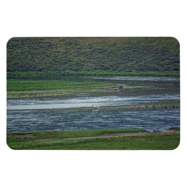 Pelikane treten den Gänsen bei Magnet (Horizontal)