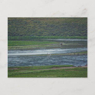 Pelikane treten den Gänsen bei Postkarte