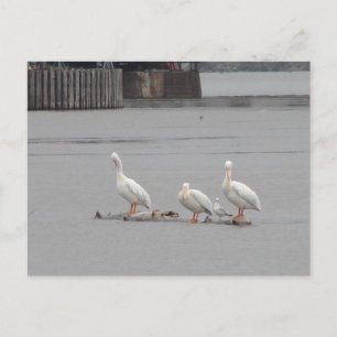 Pelikane und auch eine Möwe Postkarte
