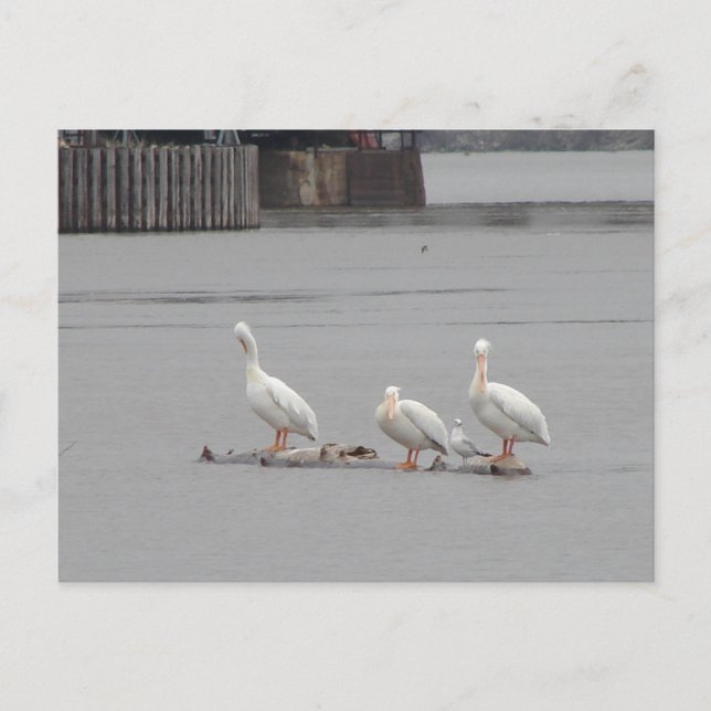 Pelikane und auch eine Möwe Postkarte (Vorderseite)