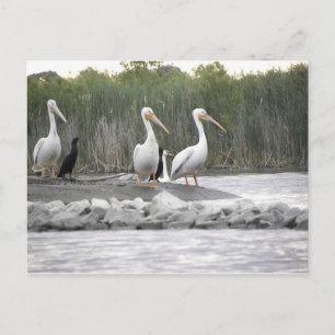 Pelikane und Kormorane Postkarte