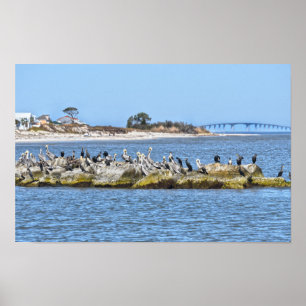 Pelikane und Kormorane und Dauphin Island Bridge Poster