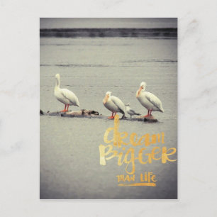 Pelikane und Seagull Dream Bigger Postkarte