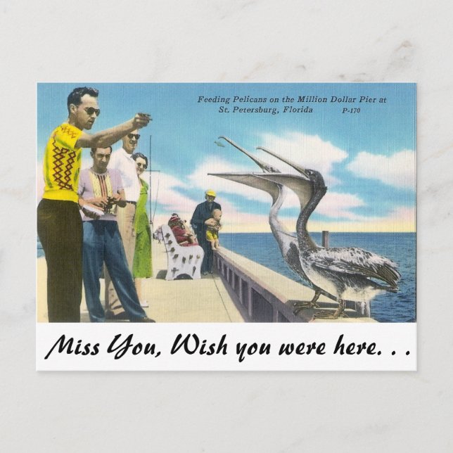 Pelikanfütterung in Florida Postkarte (Vorderseite)