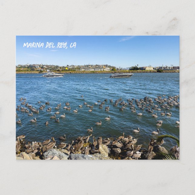 Pelikangebäck im Kanal - Marina del Rey, CA Postkarte (Vorderseite)