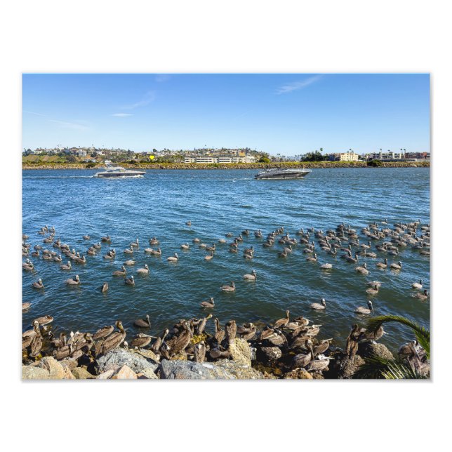 Pelikans Basking - Marina Del Rey, CA Fotodruck (Vorne)
