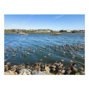 Pelikans Basking - Marina Del Rey, CA Fotodruck