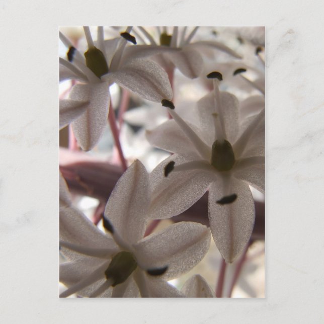 Pellrosa Blume Postkarte (Vorderseite)