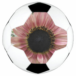 Pellrosa Sonnenblume Fußball