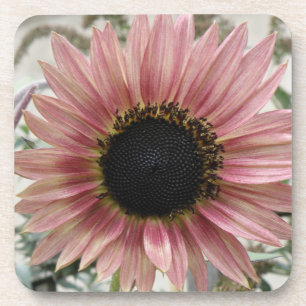Pellrosa Sonnenblume Getränkeuntersetzer