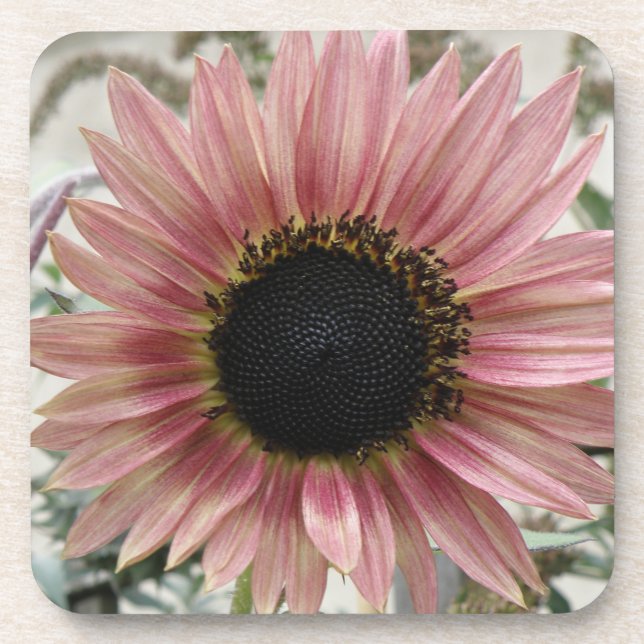 Pellrosa Sonnenblume Getränkeuntersetzer (Vorderseite)