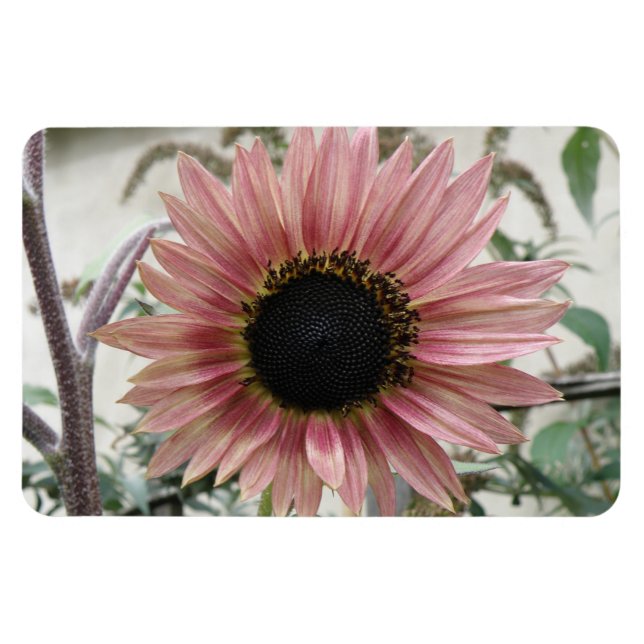 Pellrosa Sonnenblume Magnet (Horizontal)