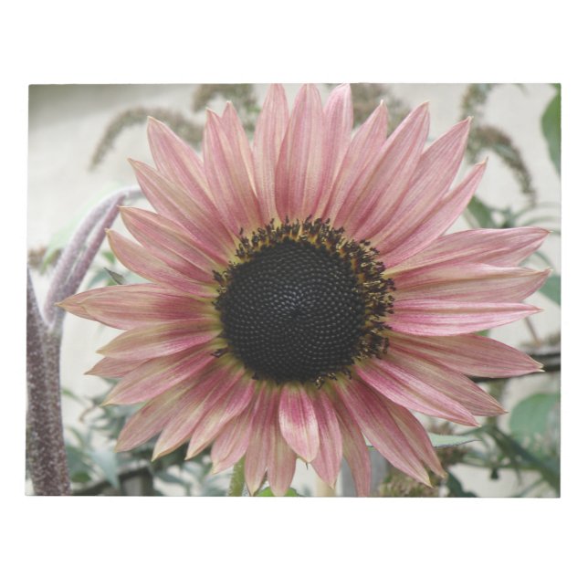 Pellrosa Sonnenblume Notizblock (Vorderseite)