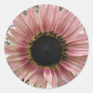 Pellrosa Sonnenblume Runder Aufkleber