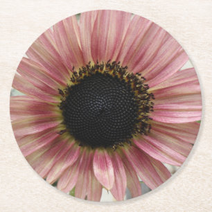 Pellrosa Sonnenblume Runder Pappuntersetzer