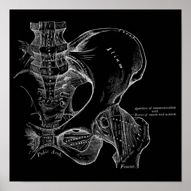 Pelvis Anatomy Science Illustration White on Black Poster (Vorne)