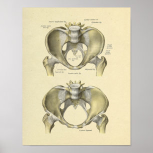 Pelvis Lumbar Joint Anatomy Bones Print Poster