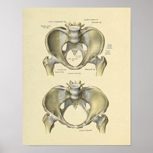 Pelvis Lumbar Joint Anatomy Bones Print Poster (Vorne)
