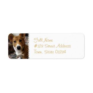 Pembroke Corgi Hund Rücksendeadresse