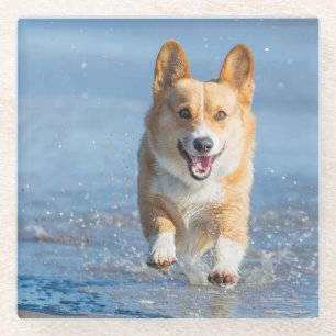 Pembroke-Walisercorgi-Hund, der auf den Strand Glasuntersetzer
