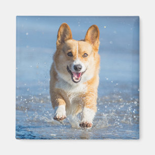 Pembroke-Walisercorgi-Hund, der auf den Strand Magnet