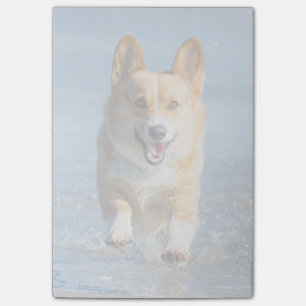 Pembroke-Walisercorgi-Hund, der auf den Strand Post-it Klebezettel