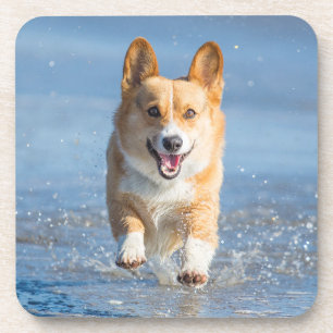Pembroke-Walisercorgi-Hund, der auf den Strand Untersetzer