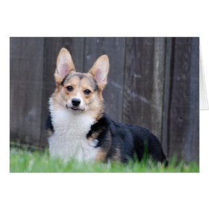 Pembroke-Walisercorgi-Karte