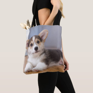 Pembroke-Walisercorgi-Welpe