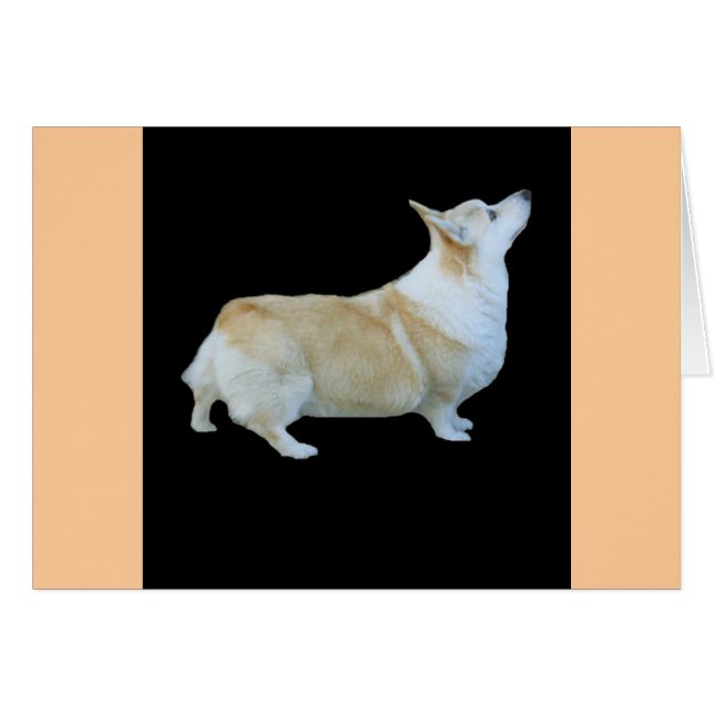 Pembroke Welsh Corgi (Vorderseite (Horizontal))