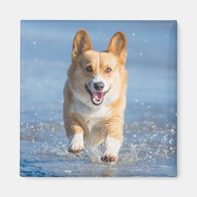 Pembroke Welsh Corgi Hund läuft am Strand Magnet (Vorne)