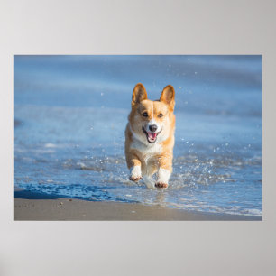 Pembroke Welsh Corgi Hund läuft am Strand Poster