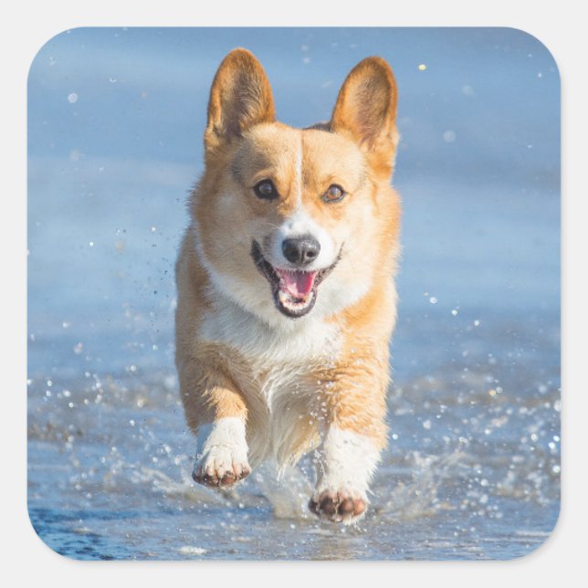 Pembroke Welsh Corgi Hund läuft am Strand Quadratischer Aufkleber (Vorderseite)