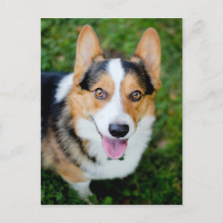 Pembroke Welsh Corgi Postkarte