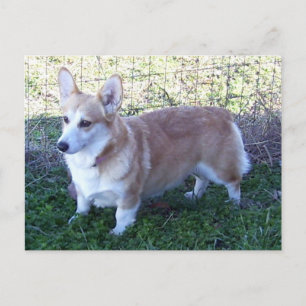 Pembroke Welsh Corgi Postkarte