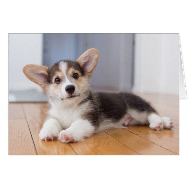 Pembroke Welsh Corgi Puppy (Vorderseite (Horizontal))