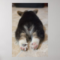 Pembroke Welsh Corgi Puppy 2