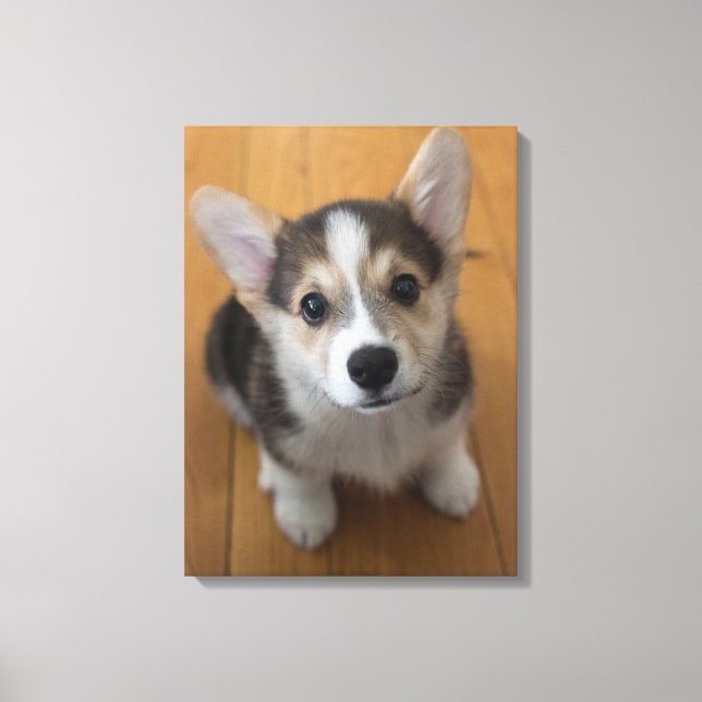 Pembroke Welsh Corgi Puppy 3 Leinwanddruck (Vorderseite)