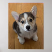 Pembroke Welsh Corgi Puppy 3