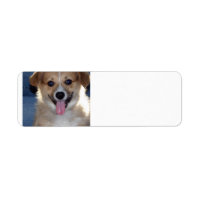 pembroke welsh corgi puppy.png