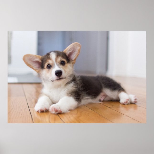 Pembroke Welsh Corgi Puppy Poster (Vorne)